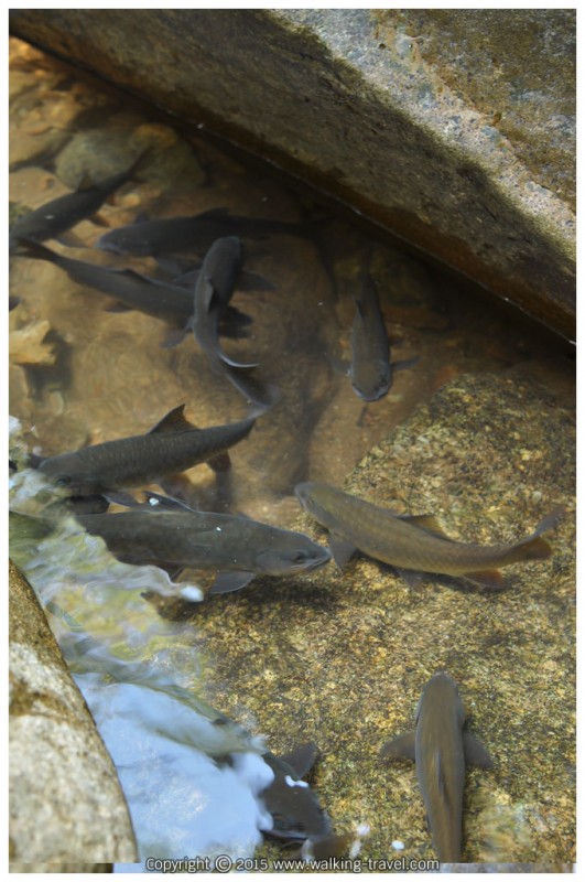 ปลาพลวงหรือปลาพลวงหิน (อังกฤษ: Mahseer barb; ชื่อวิทยาศาสตร์: Neolissochilus stracheyi) เป็นปลาน้ำจืดชนิดหนึ่ง อยู่ในวงศ์ปลาตะเพียน (Cyprinidae) ข้อมูลจากวิกิพีเดีย